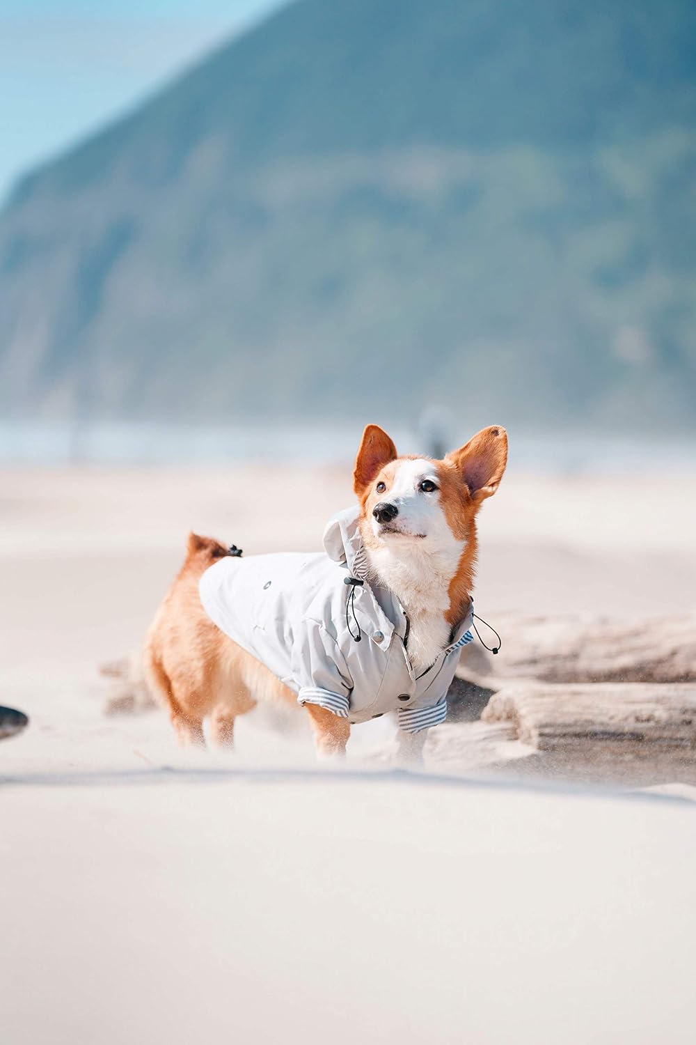 Zip up Dog Raincoats with Reflective Buttons, Pockets, Rain/Water Resistant, Adjustable Drawstring, & Removable Hood - XXS to XXL - Stylish Premium Dog Raincoats (Light Grey, Medium)